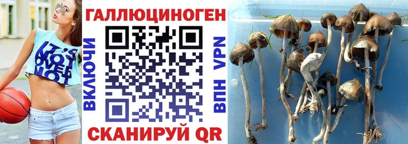 Псилоцибиновые грибы Cubensis  Купить  Пыть-Ях 